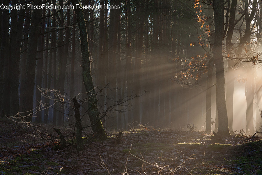 Fog, Mist, Nature, Outdoors, Weather