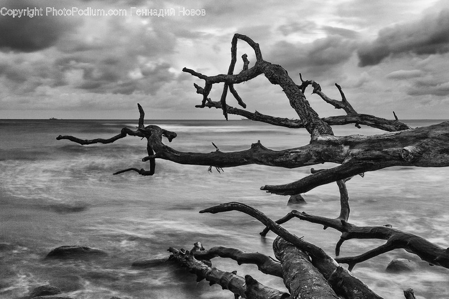 Flora, Oak, Plant, Tree, Driftwood