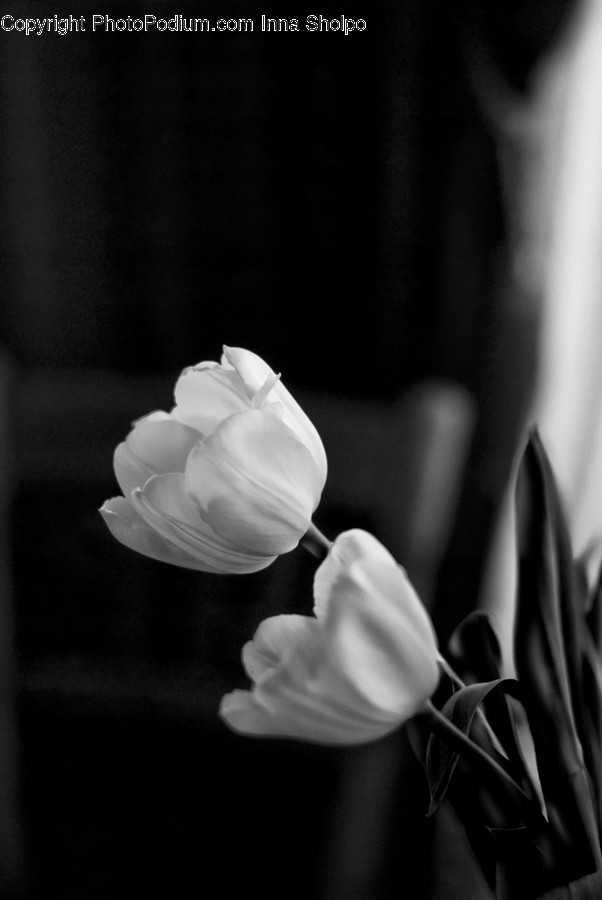 Blossom, Flora, Flower, Plant, Tulip