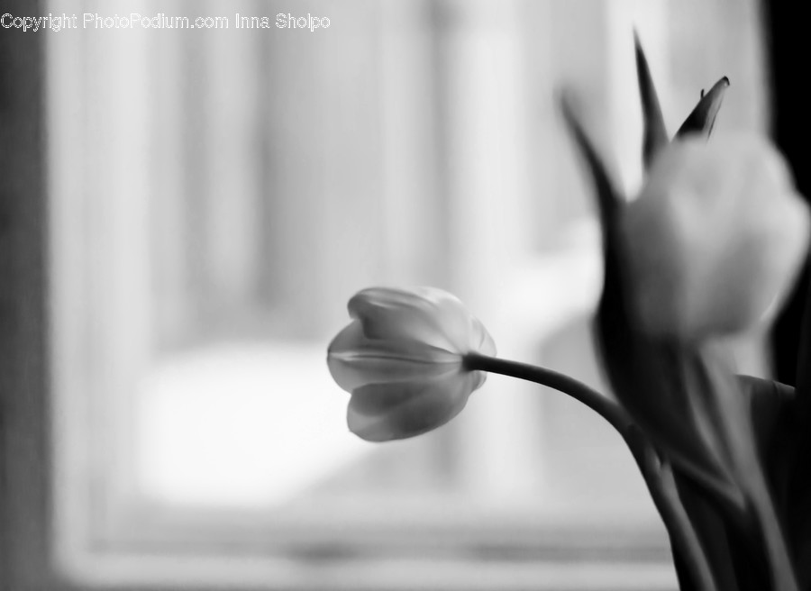 Blossom, Flora, Flower, Plant, Tulip