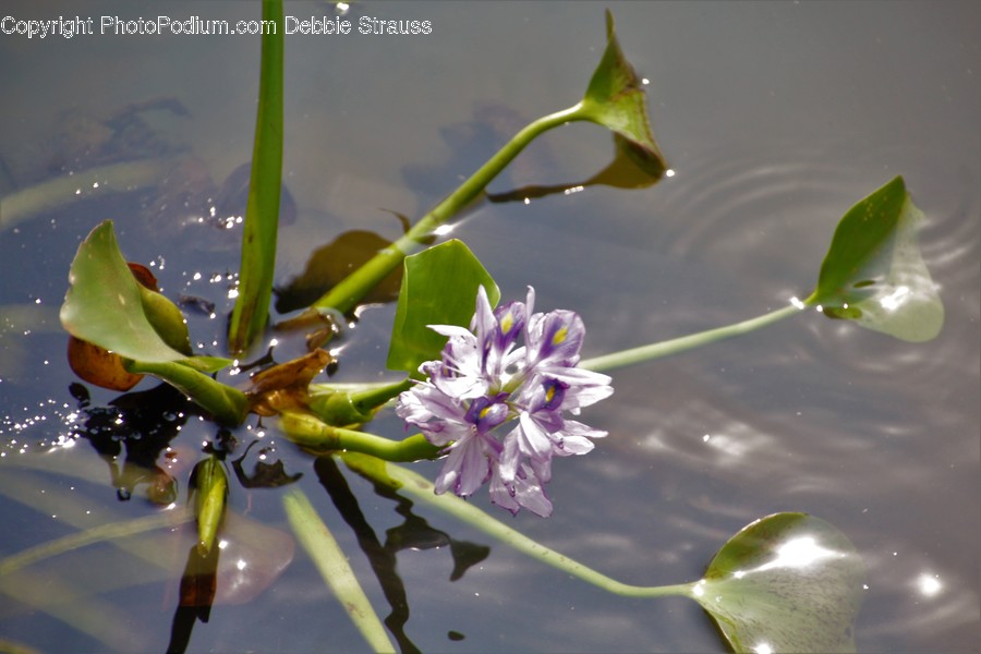 Blossom, Bud, Flora, Flower, Plant