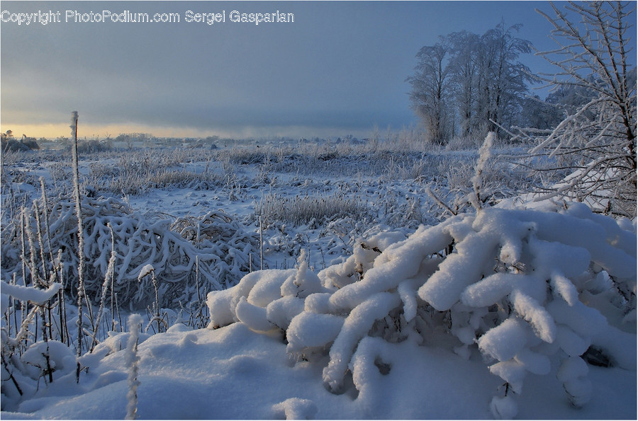 Outdoors, Snow, Frost, Ice, Flora