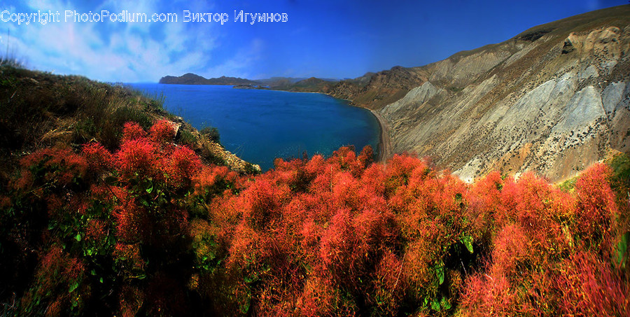 Bush, Flora, Plant, Vegetation, Canyon