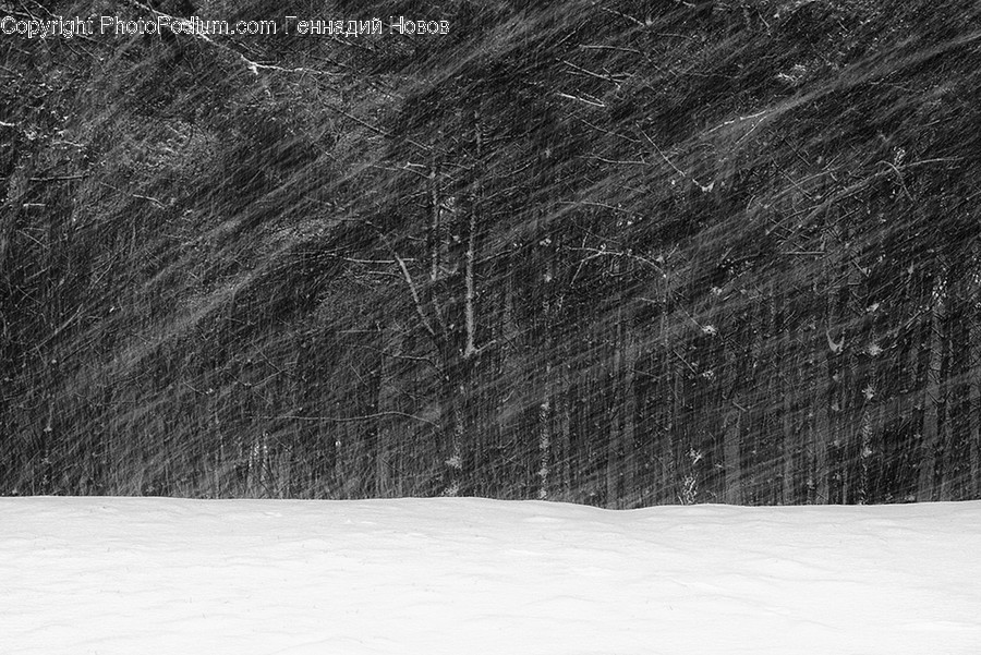 Outdoors, Snow, Flora, Forest, Land