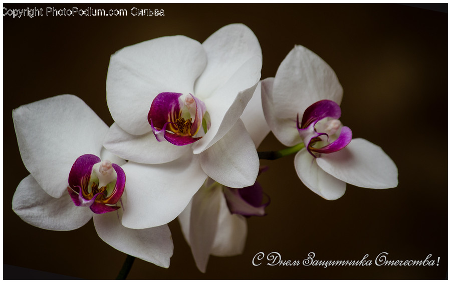Blossom, Flora, Flower, Orchid, Plant