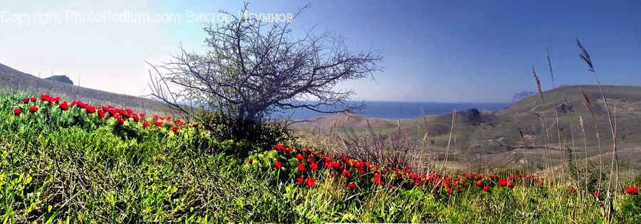 Flora, Plant, Blossom, Flower, Tulip