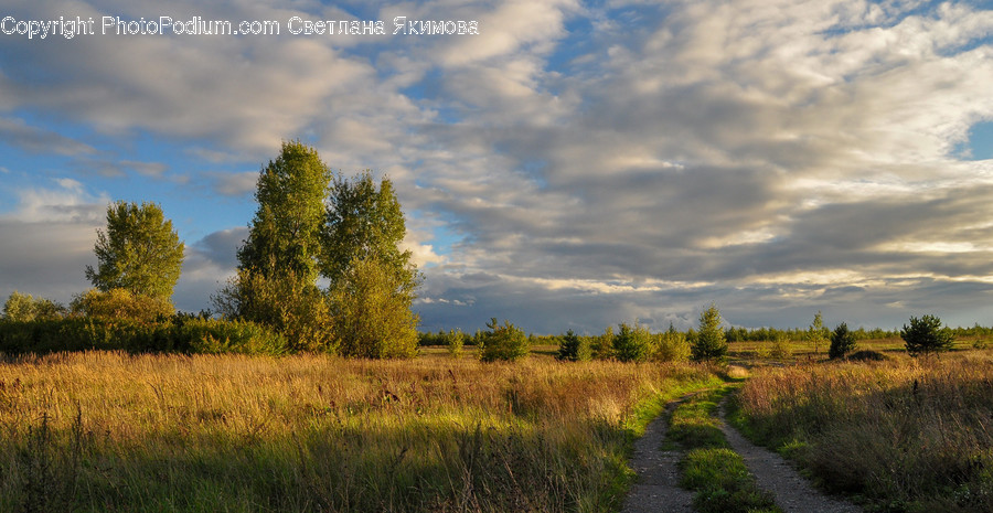 Path, Field, Grassland, Outdoors, Dirt Road
