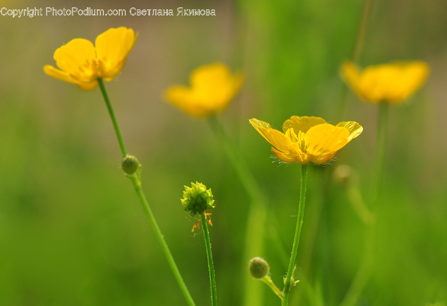 Cosmos, Flora, Plant, Pollen, Blossom