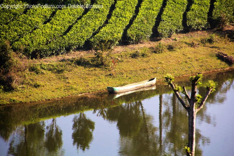 Outdoors, Pond, Water, Flora, Plant