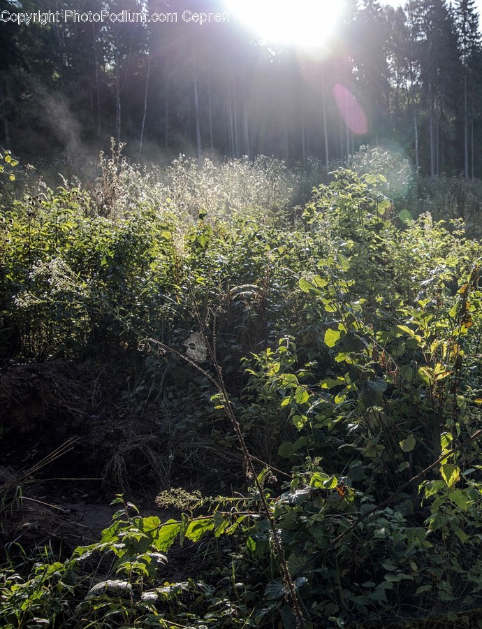 Flora, Forest, Jungle, Land, Nature