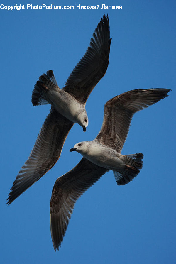 Bird, Seagull, Booby, Buzzard, Harrier, Hawk, Vulture