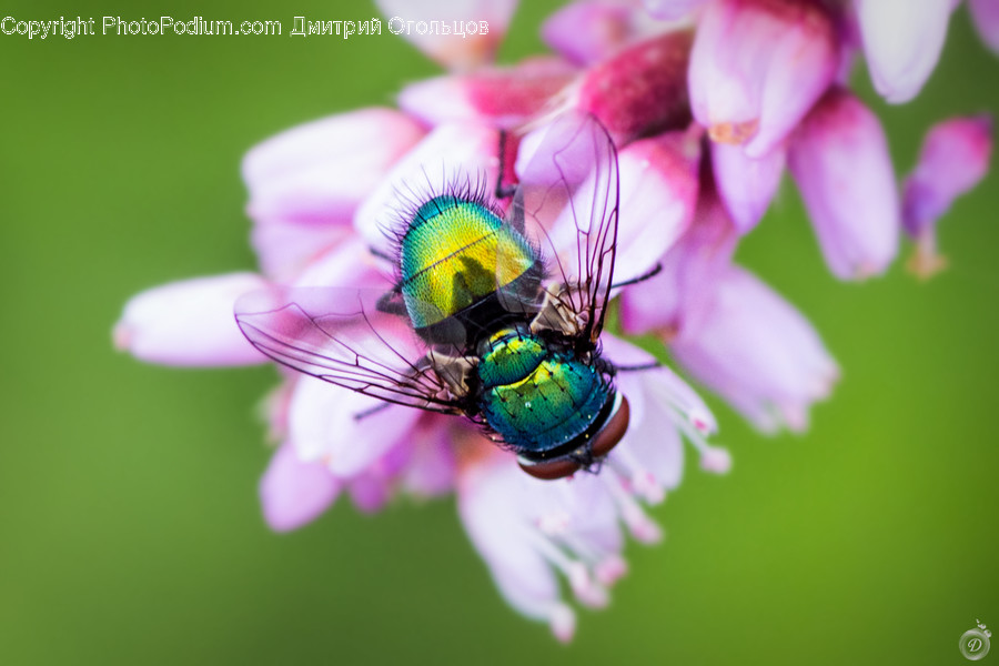 Animal, Bee, Insect, Invertebrate, Butterfly