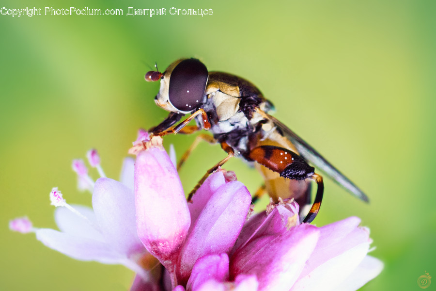 Animal, Bee, Insect, Invertebrate