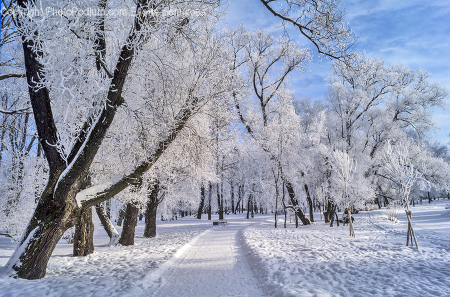 Frost, Ice, Outdoors, Snow, Blossom