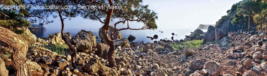 Flora, Oak, Plant, Tree, Rock