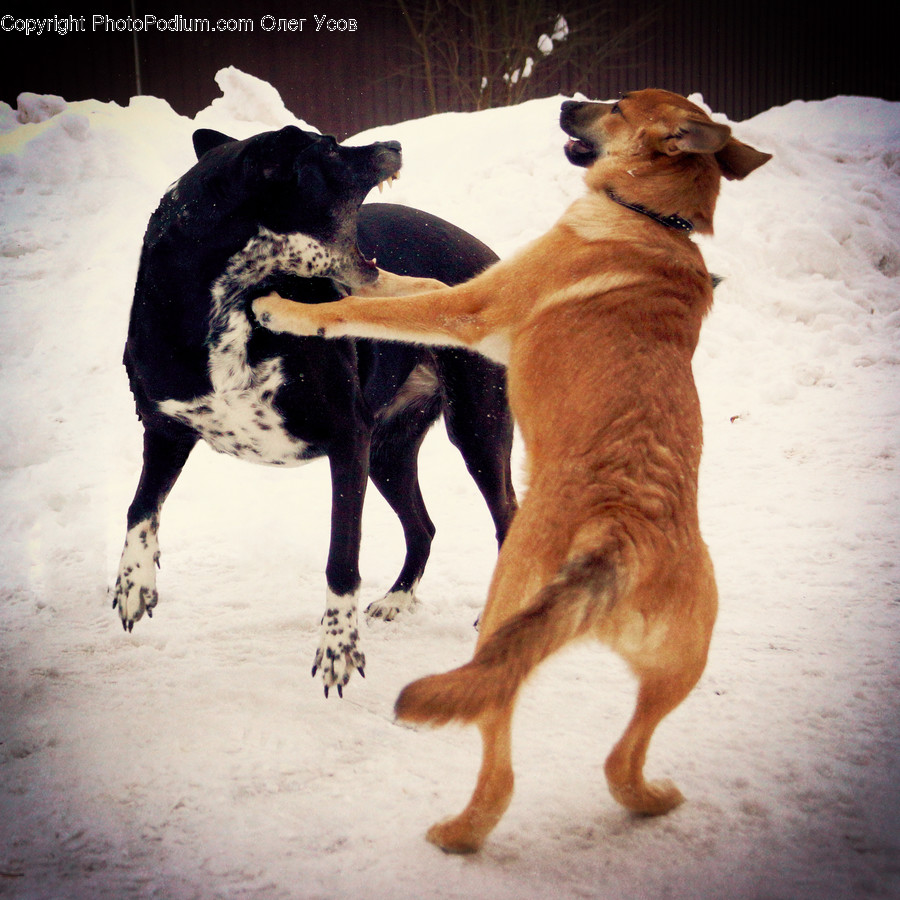 Animal, Canine, Collie, Dog, Mammal