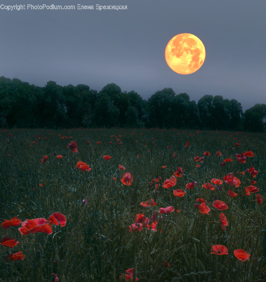 Blossom, Flora, Flower, Plant, Poppy