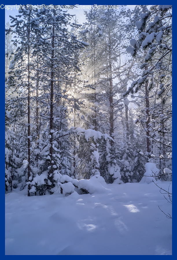 Flora, Forest, Land, Nature, Outdoors