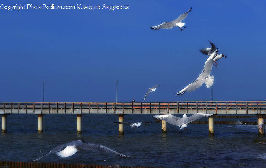 Animal, Bird, Seagull, Albatross, Ardeidae