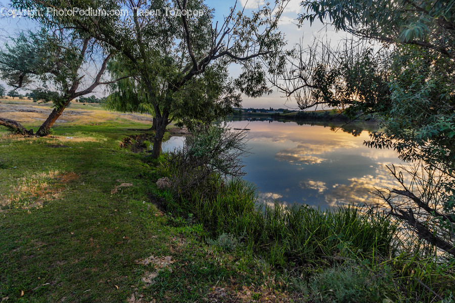 Outdoors, Pond, Water, Conifer, Flora