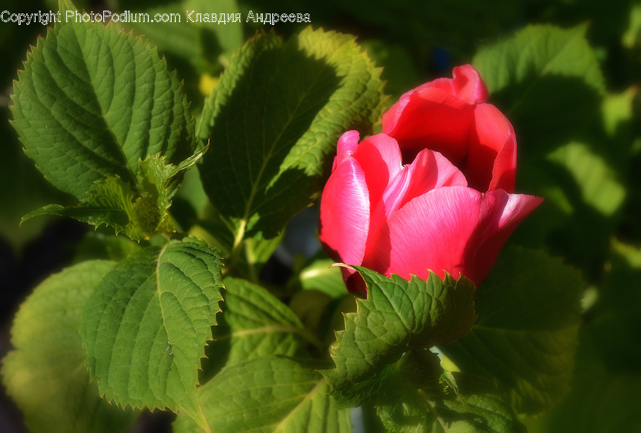 Blossom, Bud, Flora, Flower, Plant