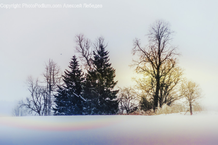 Outdoors, Snow, Conifer, Flora, Plant