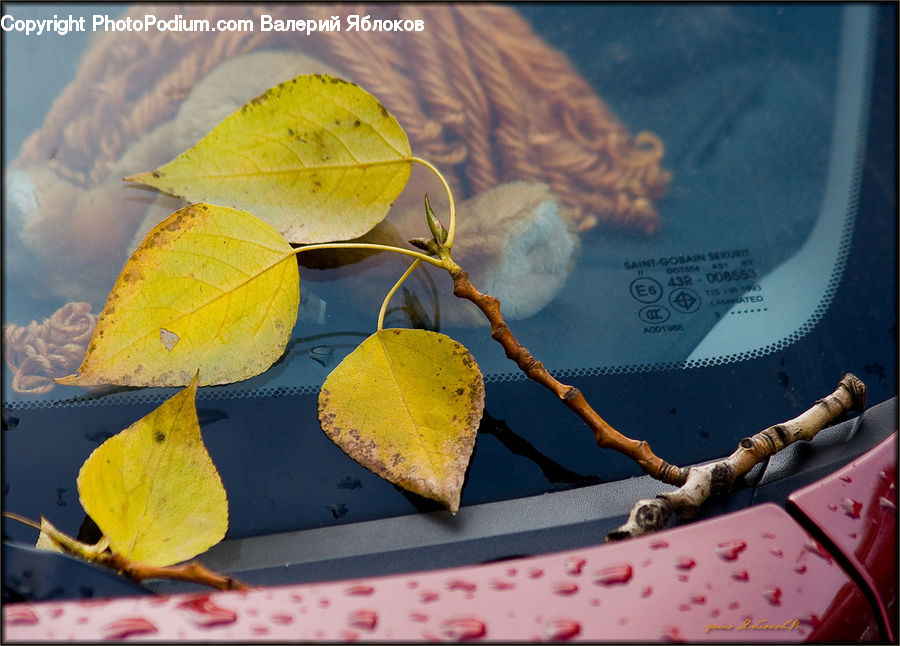 Flower, Lily, Plant, Pond Lily, Maple, Maple Leaf, Leaf