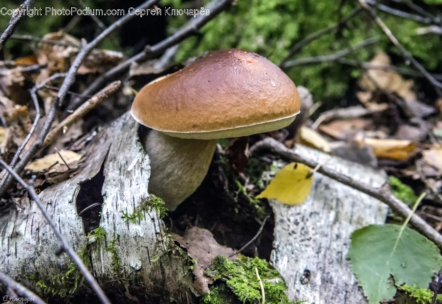 Fungus, Agaric, Flora, Mushroom, Plant
