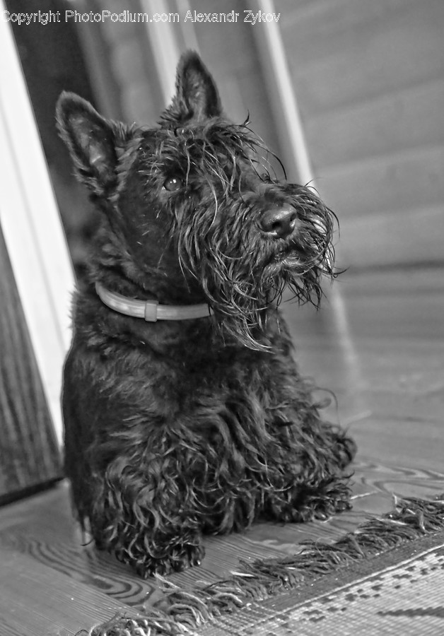 Animal, Canine, Dog, Mammal, Pet