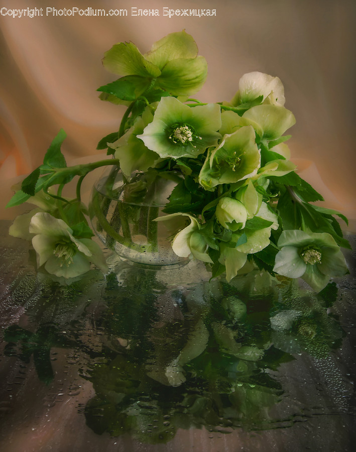 Blossom, Flora, Flower, Geranium, Plant