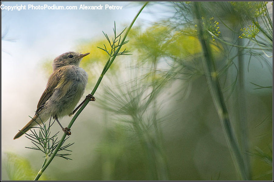 Bee Eater, Bird, Field, Grass, Grassland, Plant, Bamboo