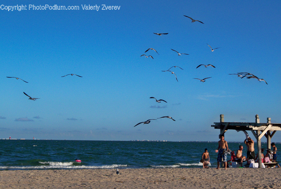 Dock, Pier, Beach, Coast, Nature