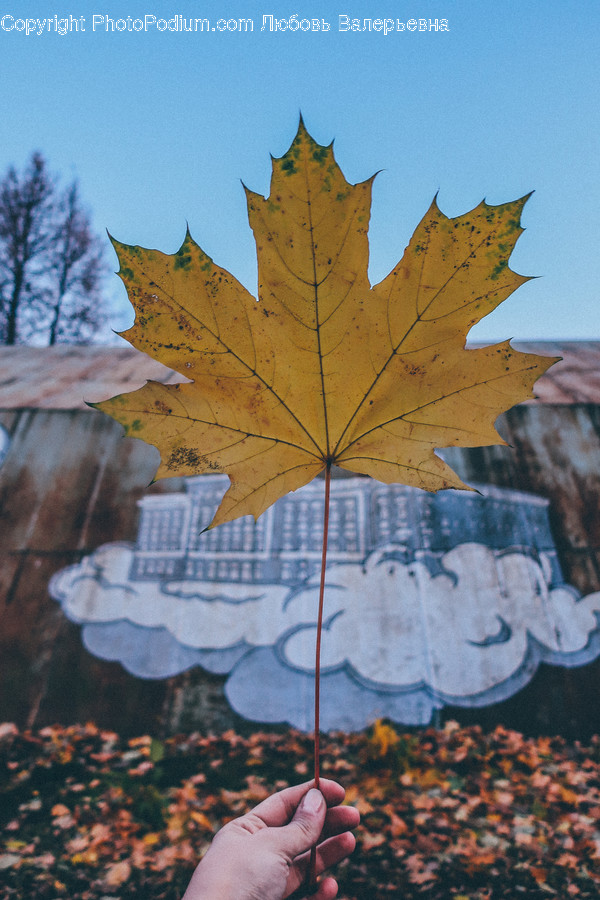 Flora, Leaf, Maple Leaf, Plant, Maple