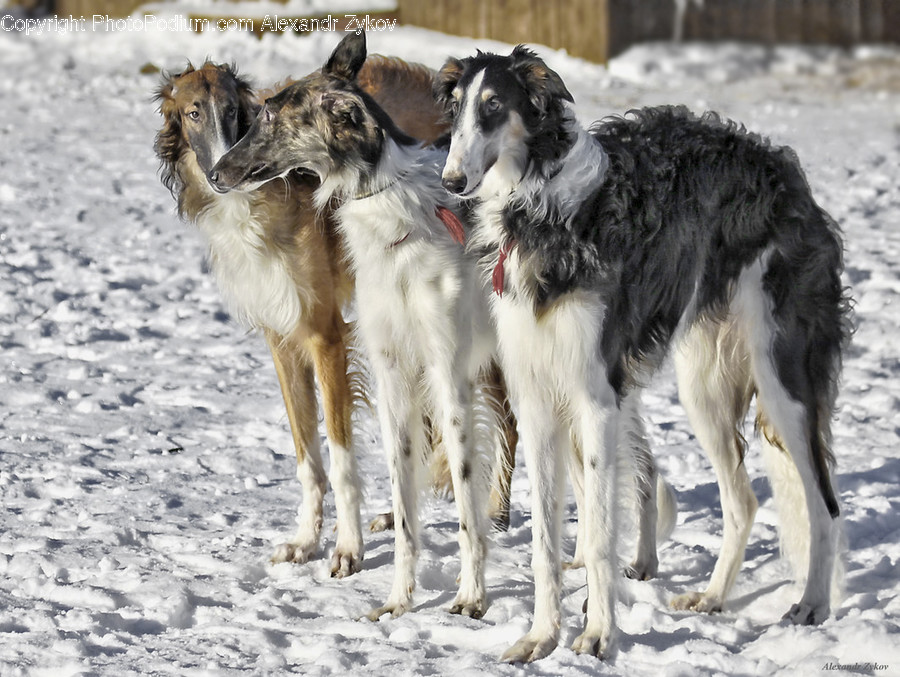 Animal, Canine, Collie, Dog, Mammal