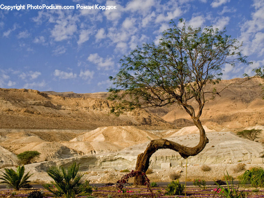 Desert, Outdoors, Plant, Vegetation, Sand, Soil, Agavaceae