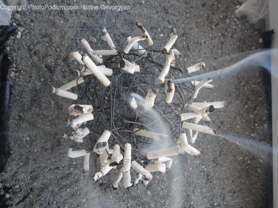 Animal, Bird, Booby, Soil, Ground