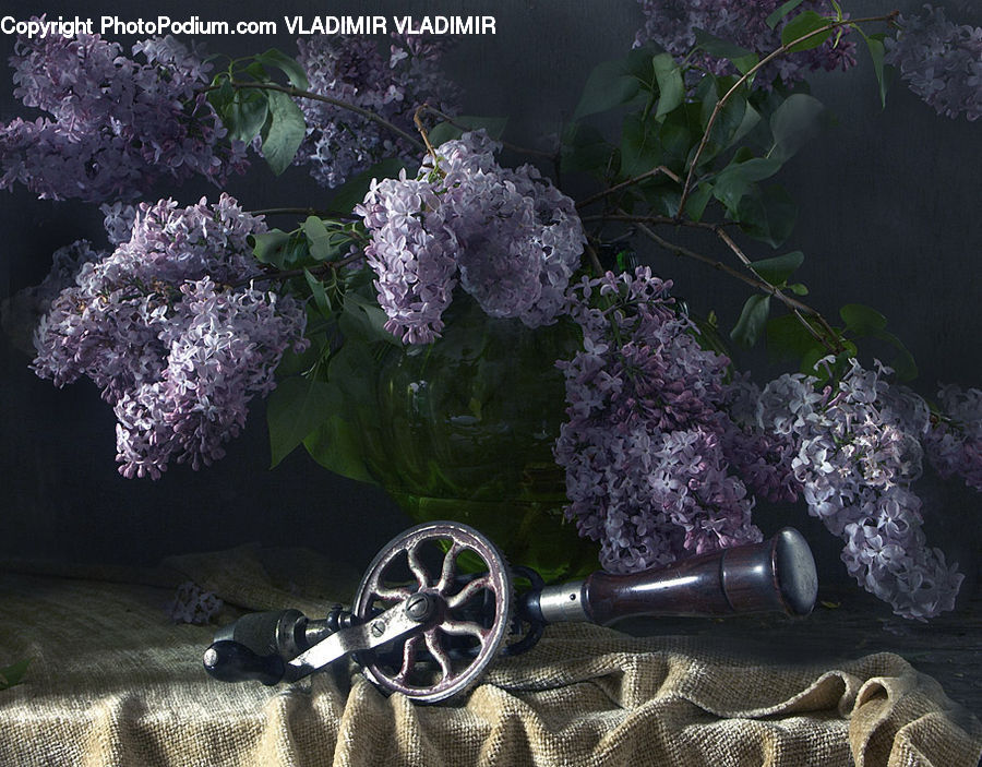 Blossom, Flower, Lilac, Plant, Bush, Vegetation, Flora