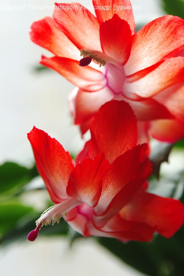 Blossom, Flora, Flower, Gladiolus, Plant