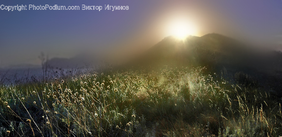 Flora, Grass, Plant, Sunlight, Field