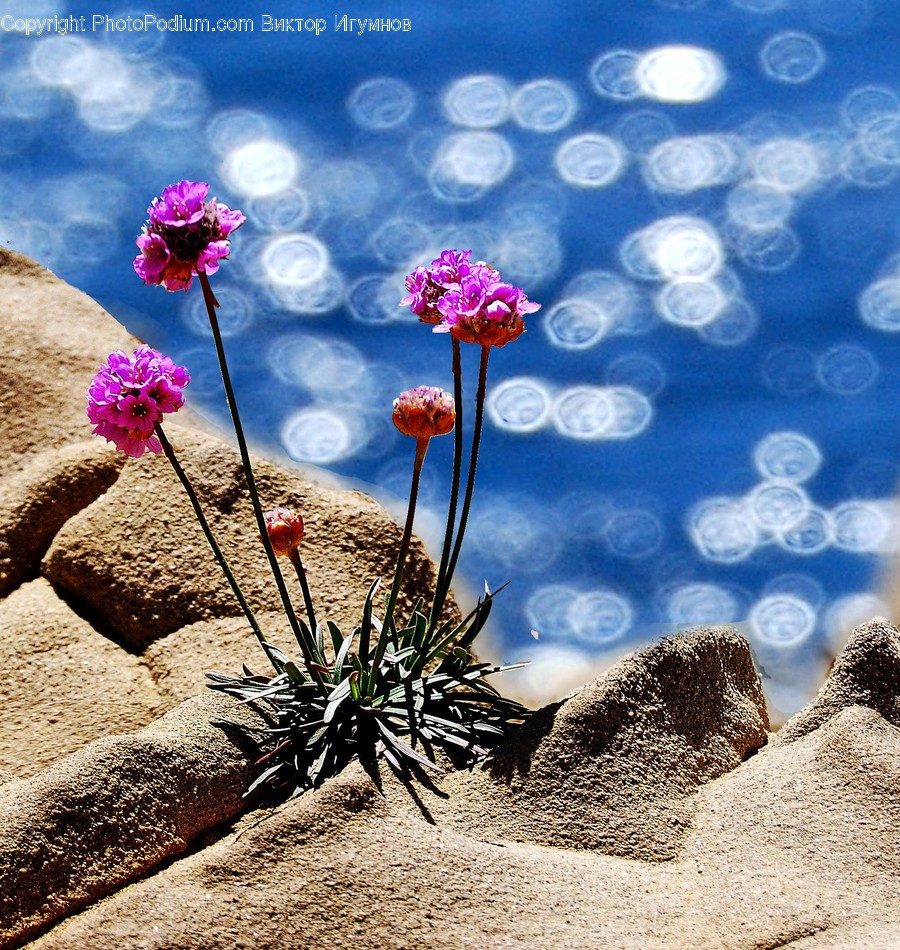 Outdoors, Sand, Soil, Blossom, Flora