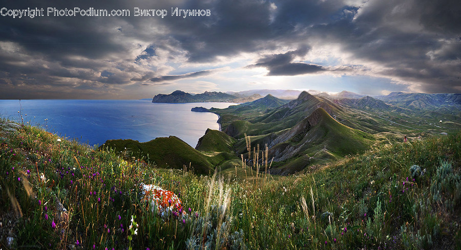 Flora, Grass, Plant, Landscape, Nature