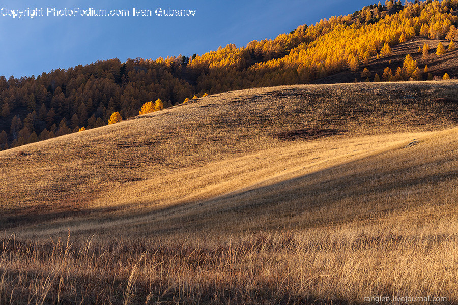 Field, Grassland, Outdoors, Flora, Grass