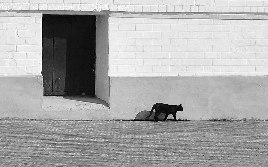 Animal, Mammal, Wildlife, Silhouette, Alley