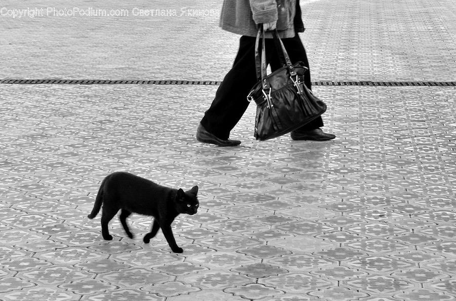 Human, People, Person, Animal, Bag