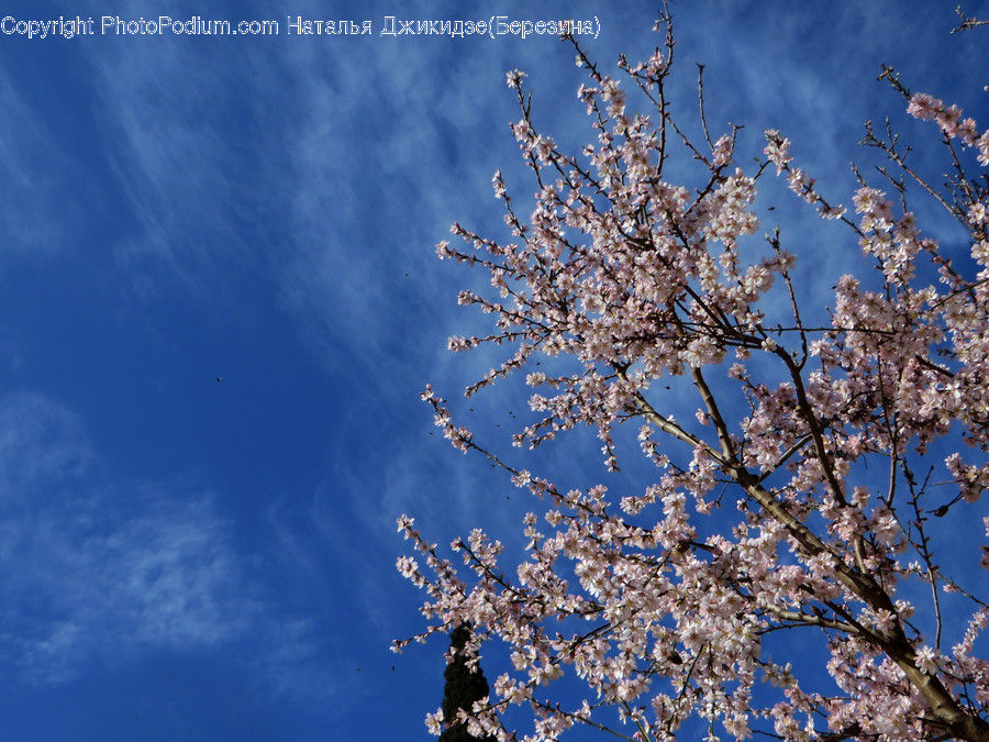 Blossom, Cherry Blossom, Flora, Flower, Plant