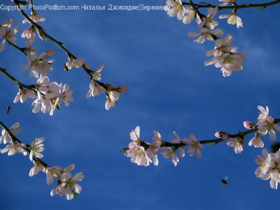 Blossom, Flora, Flower, Plant, Cherry Blossom