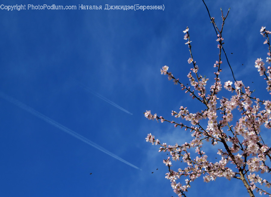 Blossom, Flora, Flower, Plant, Cherry Blossom