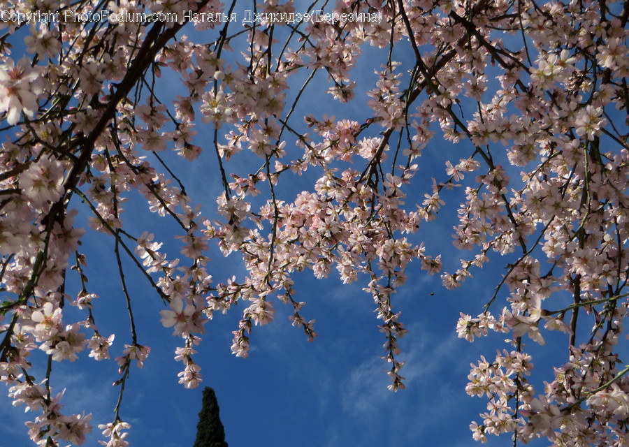 Blossom, Flora, Flower, Plant, Cherry Blossom