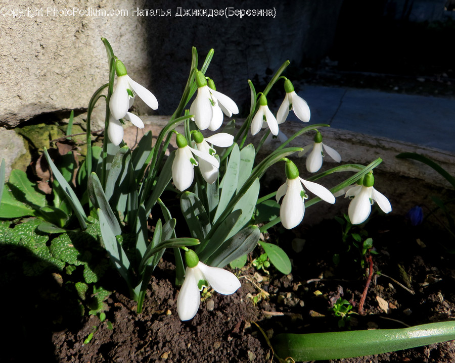 Amaryllidaceae, Blossom, Flora, Flower, Plant