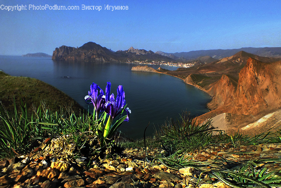 Blossom, Crocus, Flora, Flower, Plant